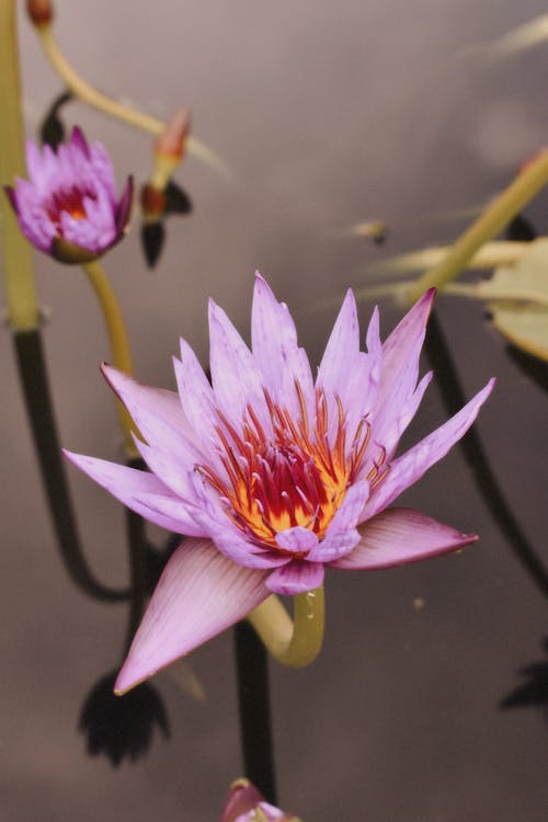 Pink Lotus Flower over Water