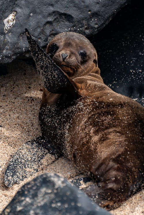 Free Seal Pup Lying Down on Sand Stock Photo