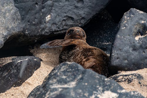 Free Seal Lying Down among Rocks Stock Photo