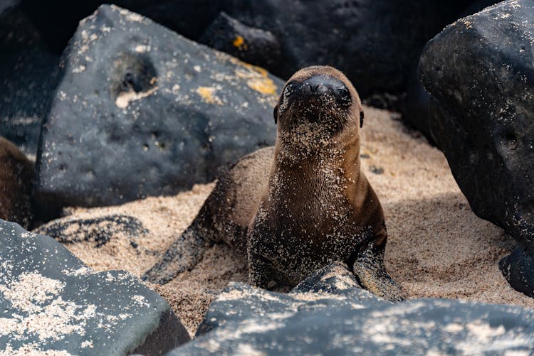 Seal On A Beach