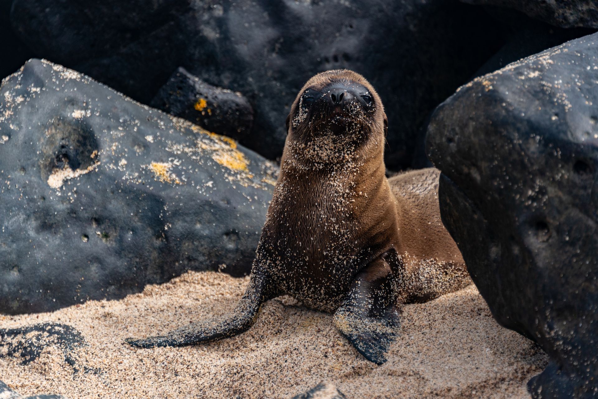 Seal on a Beach