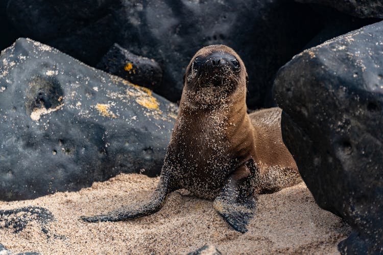 Seal On A Beach