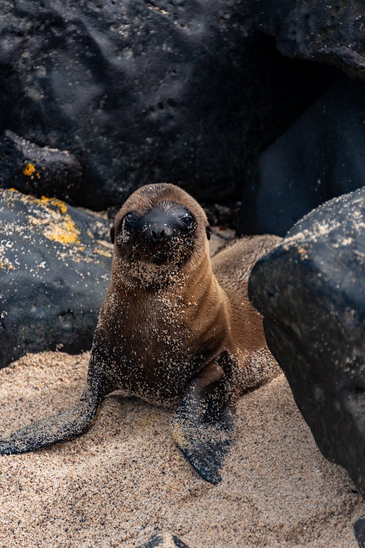 Seal On A Beach 