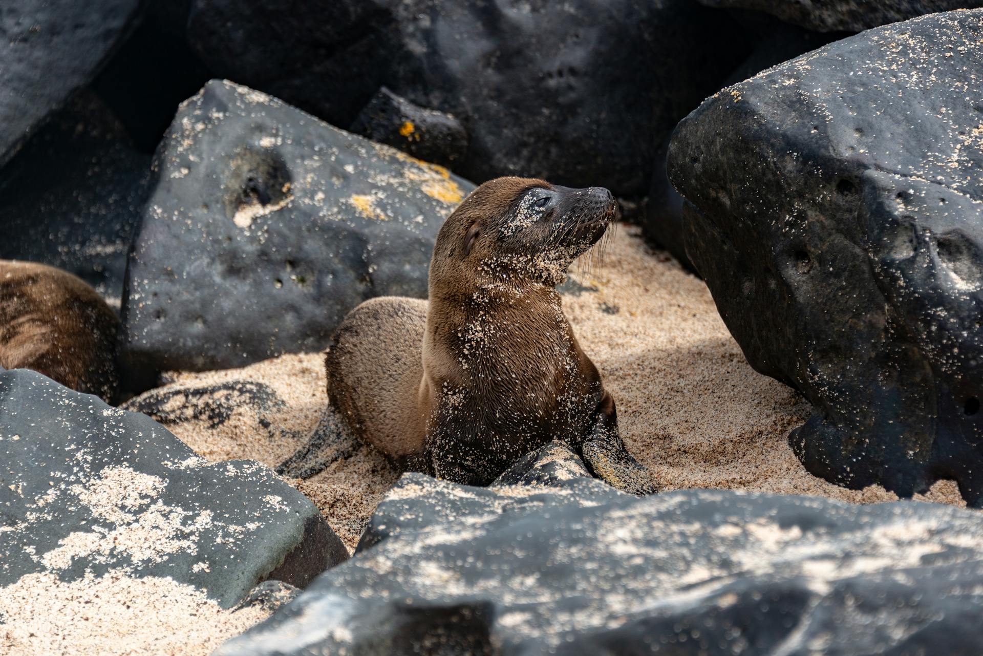 Seal Pup among Rocks