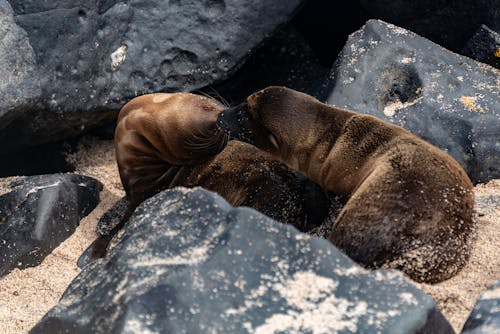 Free Close up of Seals Lying Down Stock Photo