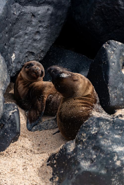 Free Two adorable seal pups resting on sandy beach surrounded by rocks. Stock Photo