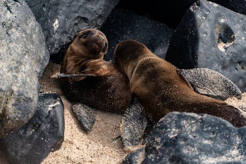 Free Close-up of two seals resting on a sandy beach among rocks. Stock Photo