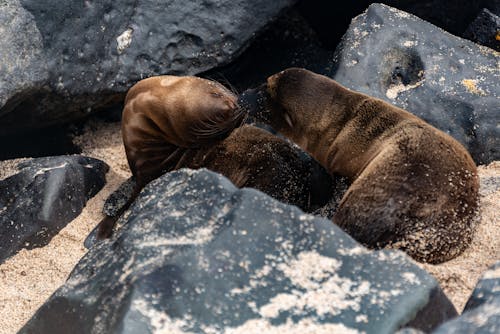 Imagine de stoc gratuită din bolovani, fotografie cu animale sălbatice, fotografie de animale