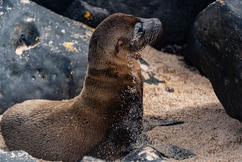 Free A young sea lion covered in sand rests on a rocky beach, showcasing wildlife beauty. Stock Photo