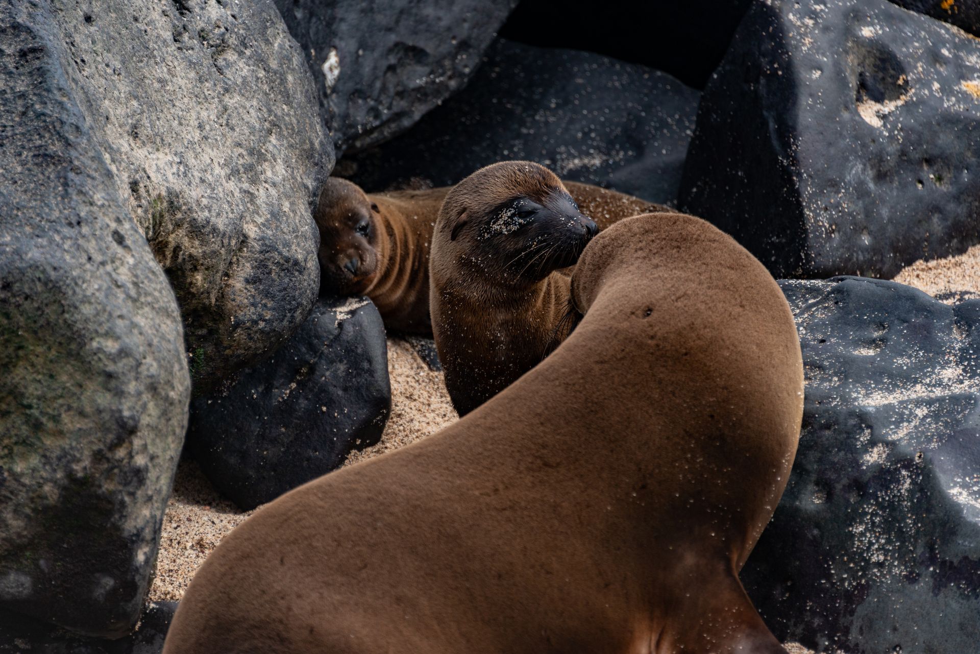 A serene wildlife scene of sea lions relaxing on a rocky beach.