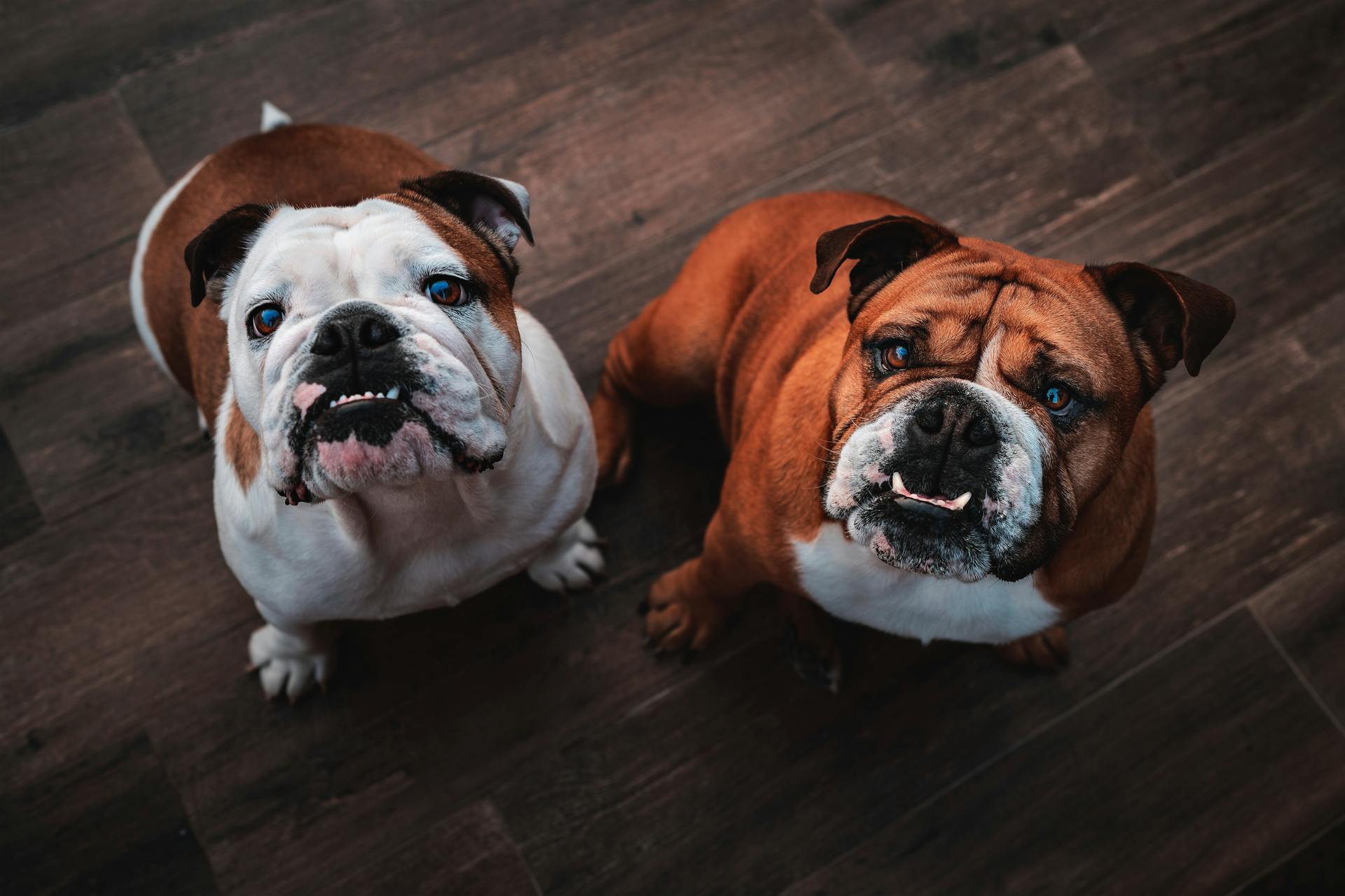 Des bouledogues anglais mignons sur un sol en bois