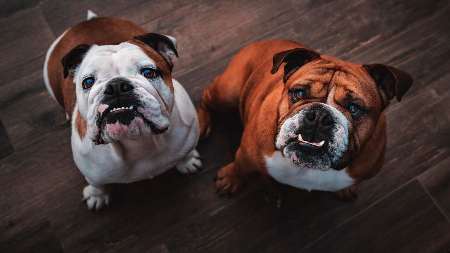 Hairless Dog Breeds: The Skin Care Routine Owners Actually Follow