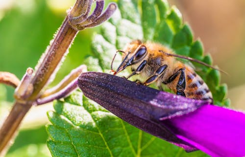 Fotos de stock gratuitas de abeja, de cerca, flor lila
