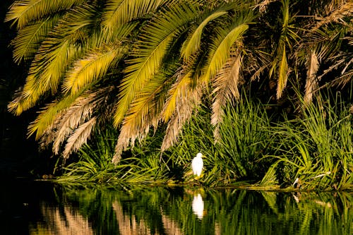 動物, 天性, 棕櫚樹 的 免费素材图片