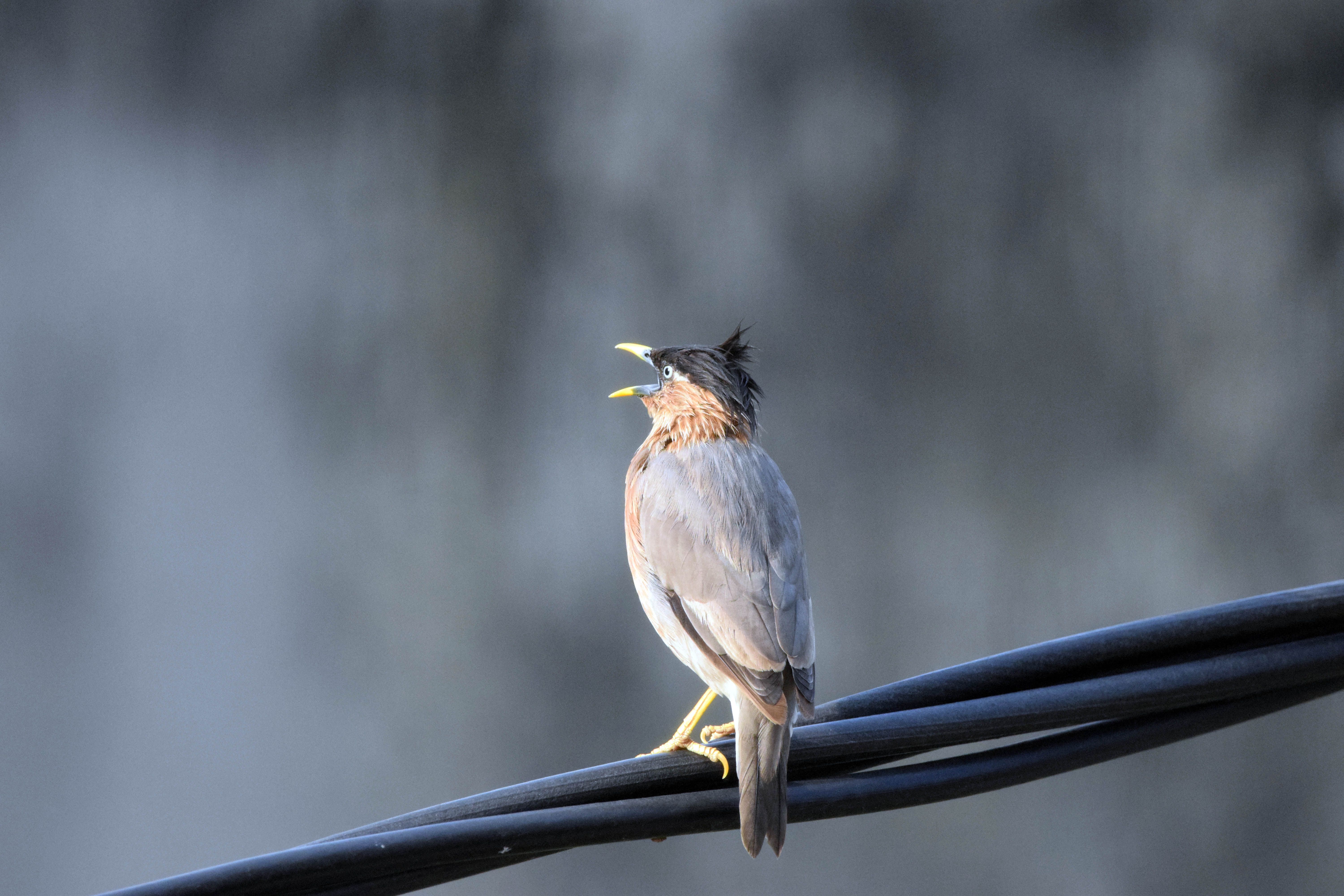 Why do they call the devil bird the devil bird? - The Institute for ...