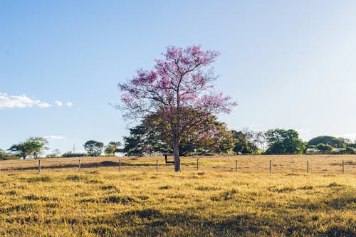 Fotos de stock gratuitas de árbol, belleza, campo