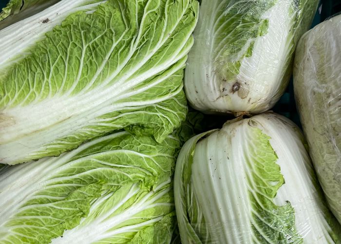 Napa Cabbage Petsay Baguio - Urban Goes Green Plant Guide