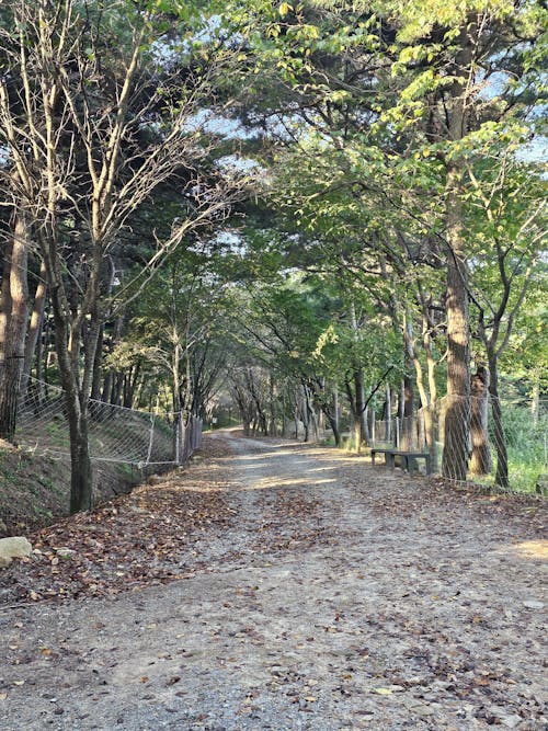 Alley between Trees in a Park