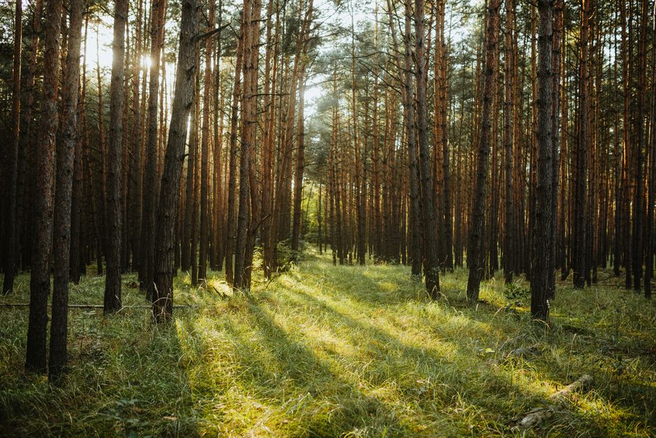 Sunlight streaming through a coniferous forest creates a serene summer scene.