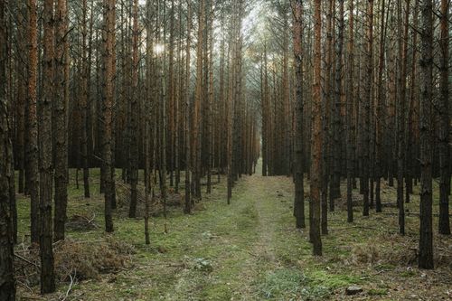 Free Tranquil scene of a pine forest pathway in autumn, ideal for nature lovers. Stock Photo