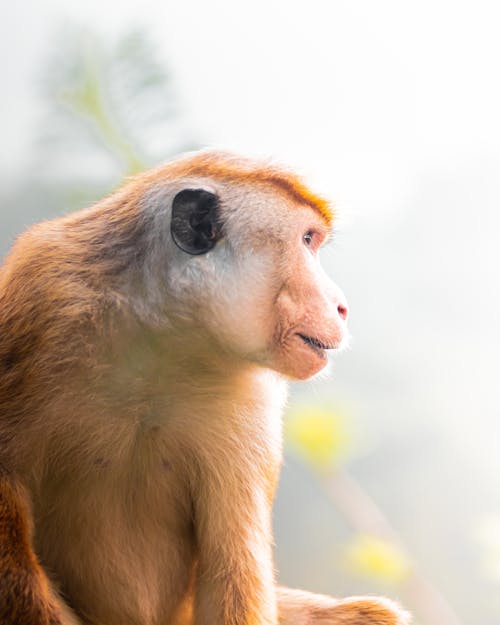 Immagine gratuita di fotografia di animali, fotografia naturalistica, natura