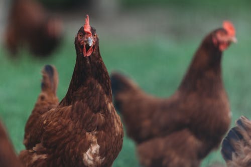 Hens Birds on Green Background