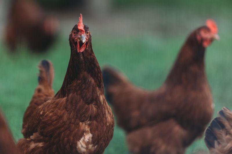 Layer hens at ABOSODION Farm