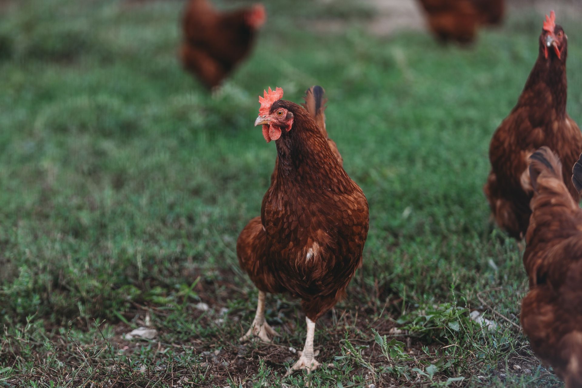 A group of brown hens roaming freely on a grassy field, showcasing poultry farming.