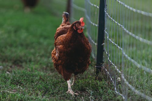 Hen near Fence