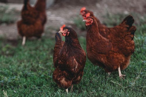 Free A flock of brown hens foraging on green grass, showcasing natural and rural life. Stock Photo