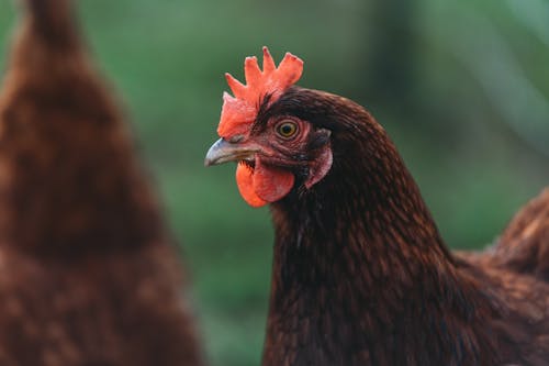 Gratis stockfoto met dierenfotografie, groen bureaublad, hen