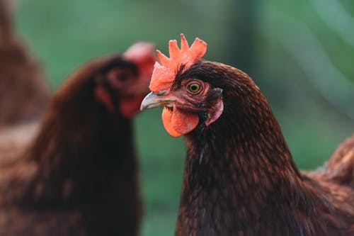 Gratis stockfoto met dierenfotografie, gele achtergrond, hen