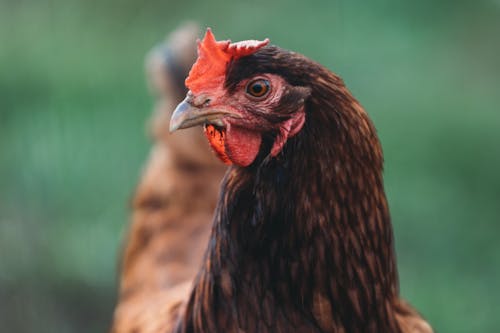 Gratis stockfoto met achtergrond, dierenfotografie, groen bureaublad