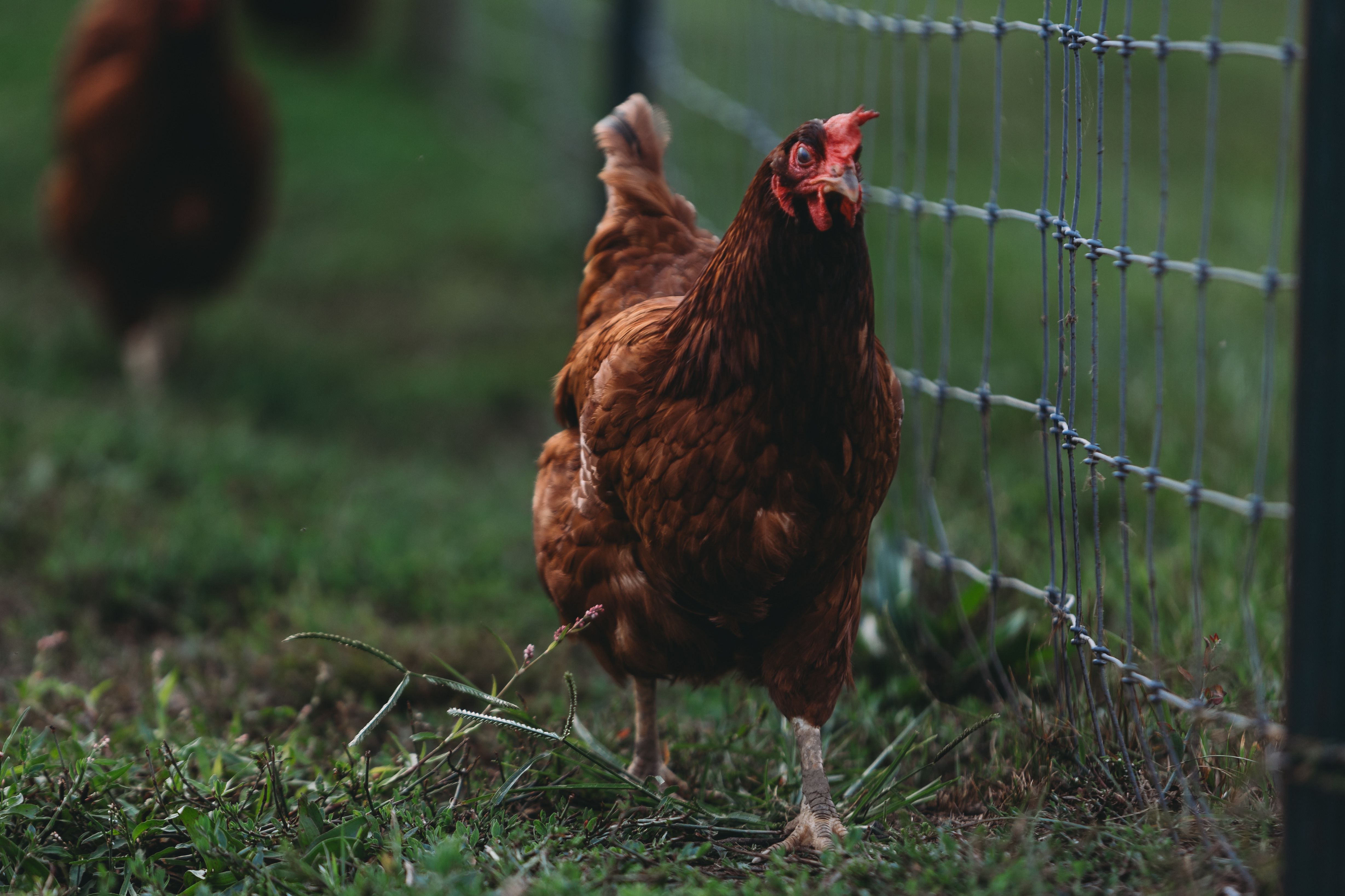 Pasture Grid preview