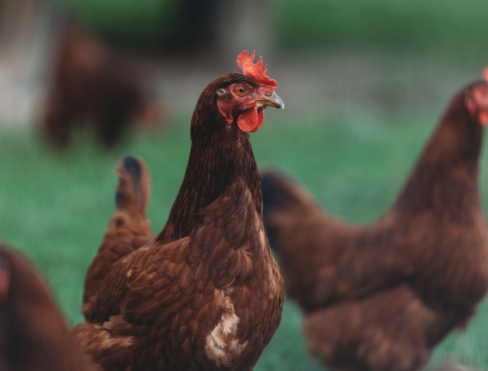 Brown laying hens feeding on grass in an open range