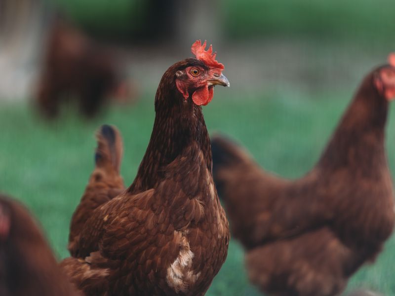 Brown laying hens on grass