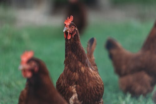 Selective Focus of Hens