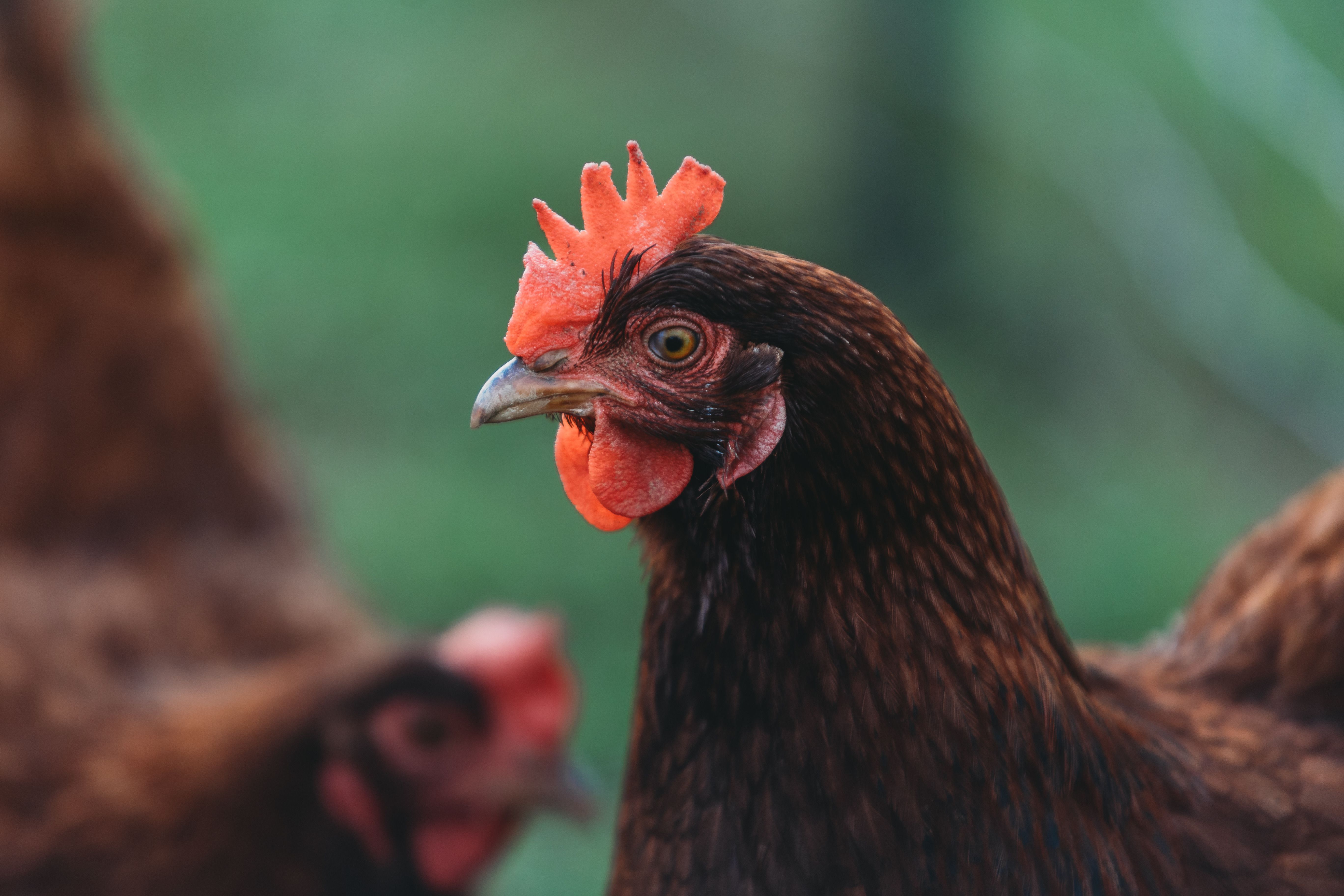 Brown laying hen with a bright red comb
