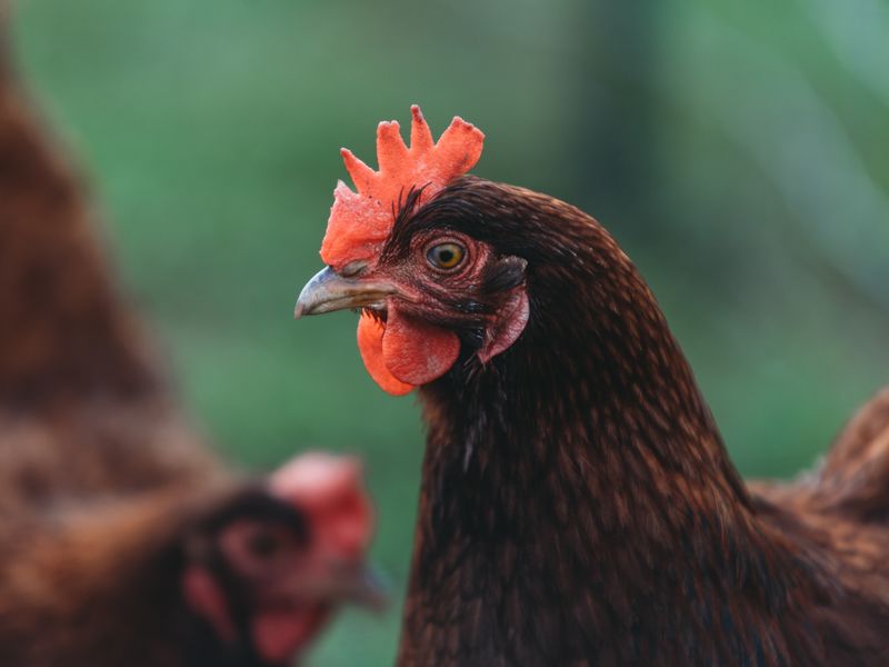 Brown laying hen with a bright red comb