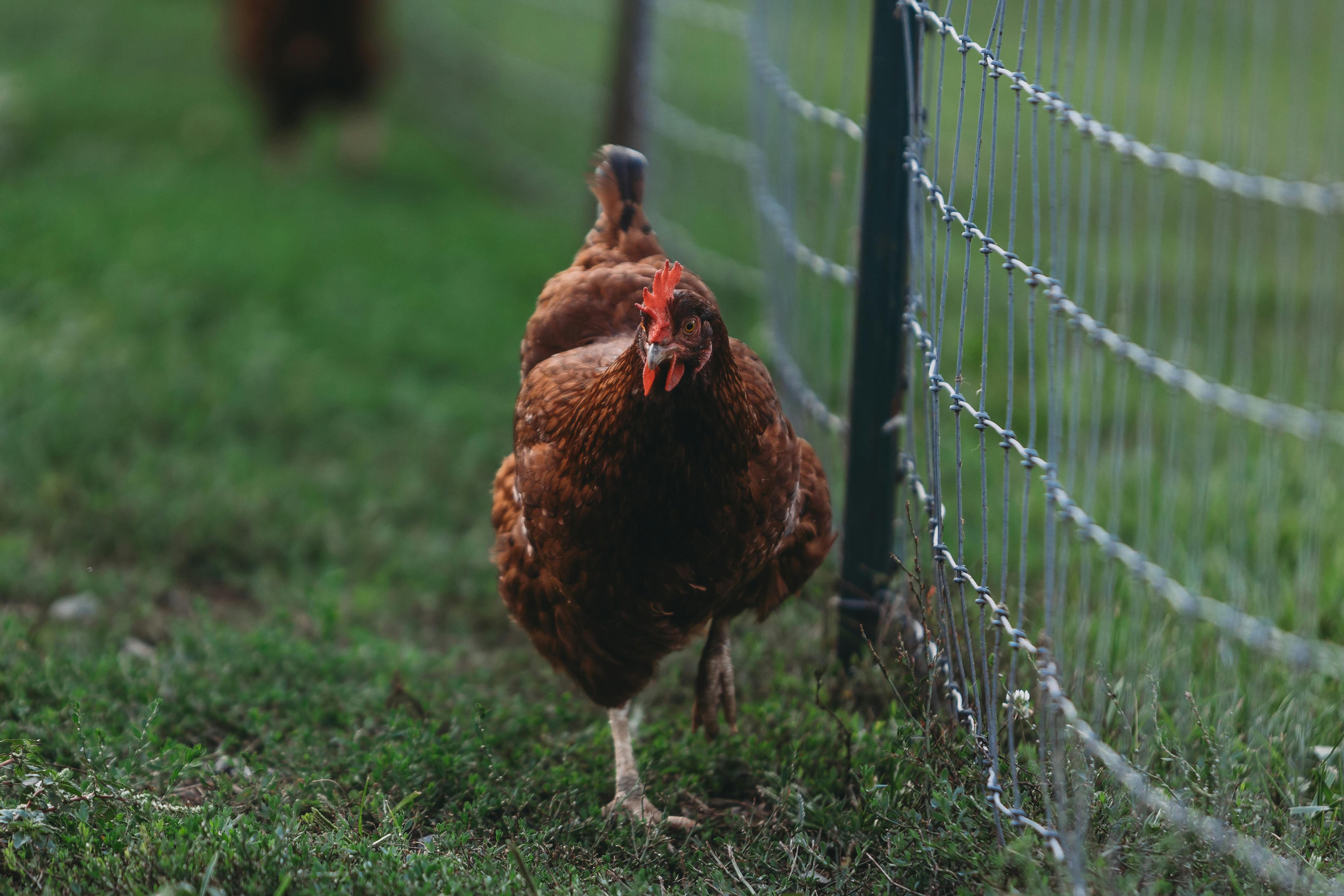 A close-up view of a hen walking beside a wire fence on a rural farm, showcasing natural chicken behavior.