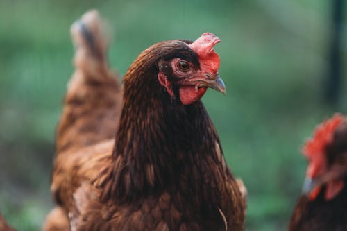 Gratis stockfoto met achtergrond, dierenfotografie, groen bureaublad