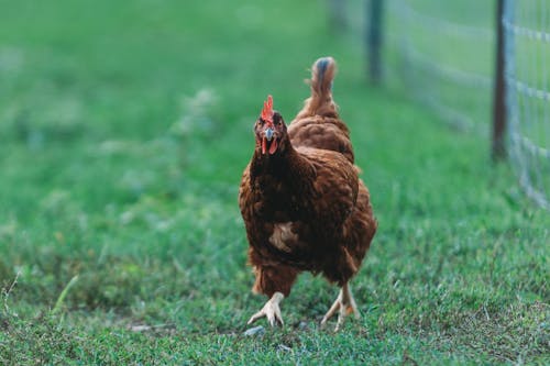 Hen on Ground near Fence