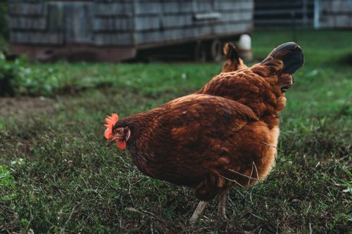 Free Brown hen pecking on grass in a rustic rural farm environment, showcasing natural living. Stock Photo