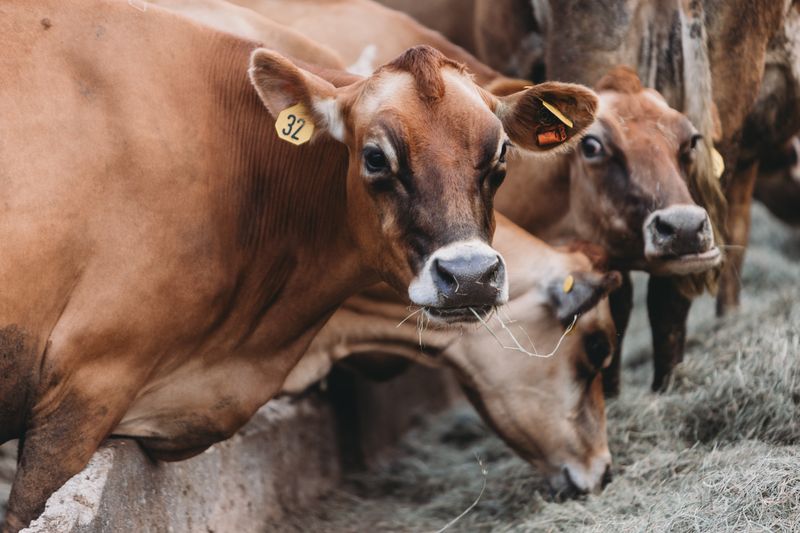 Close-up of cattle feeding on a farm