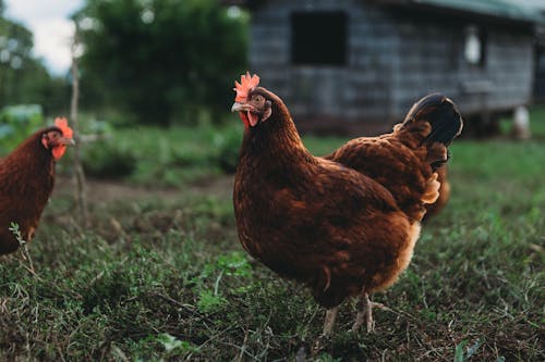 Hen on Farm