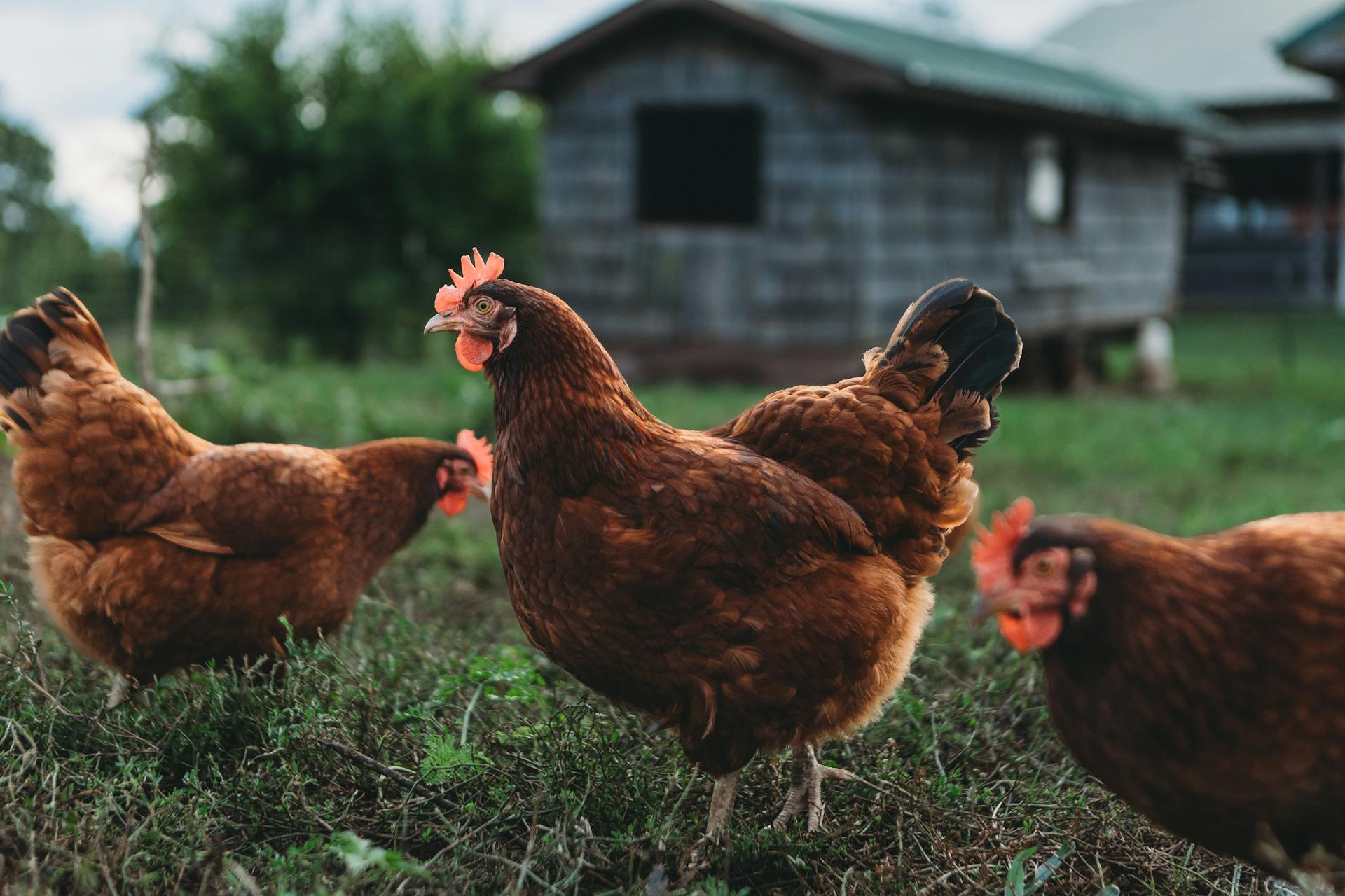 Three Rhode Island Red chickens grazing in a farm's outdoor area with a rustic shed background.