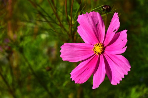 Pink Cosmos Flower