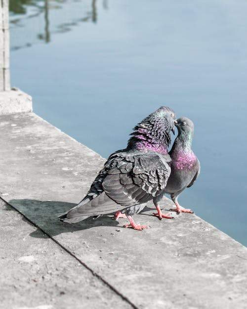 Pigeons on Wall over Water