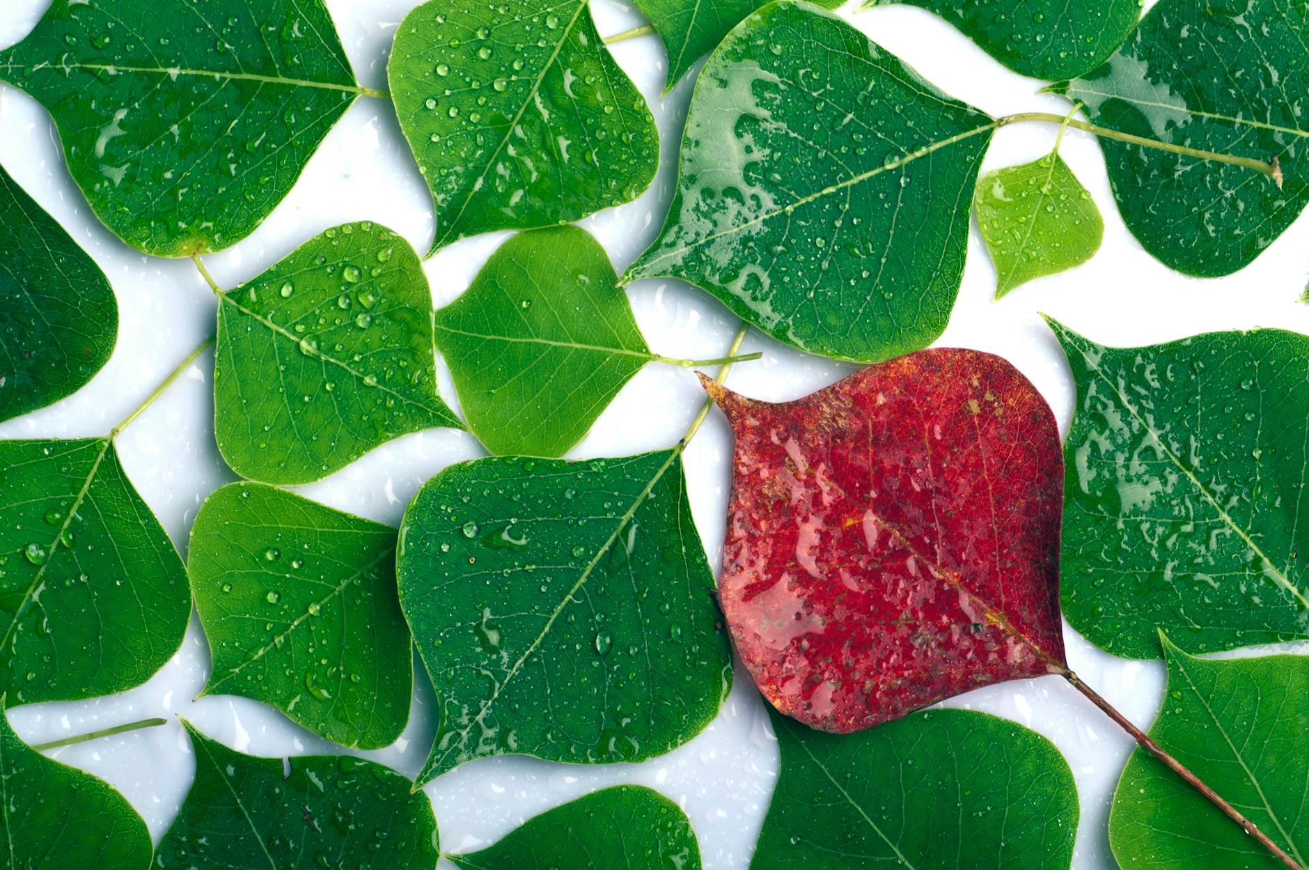 https://www.pexels.com/photo/green-leaves-around-red-18474840/