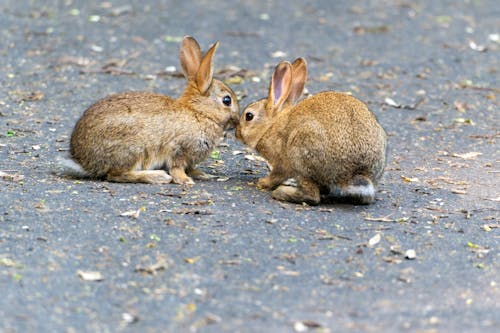 Kostnadsfri bild av djurfotografi, jord, kaniner